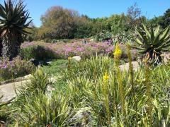 Kirstenbosch (Cape Town) – October 3, 2014